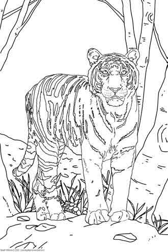 Tiger Coloring Page 1