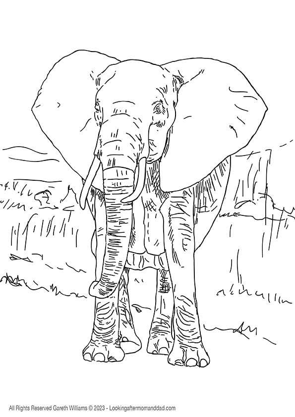 Elephant Coloring Page 1